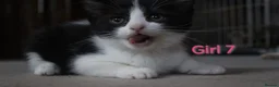 Mixed Breed cats for sale: 💛 kittens 💛 - Advert 5