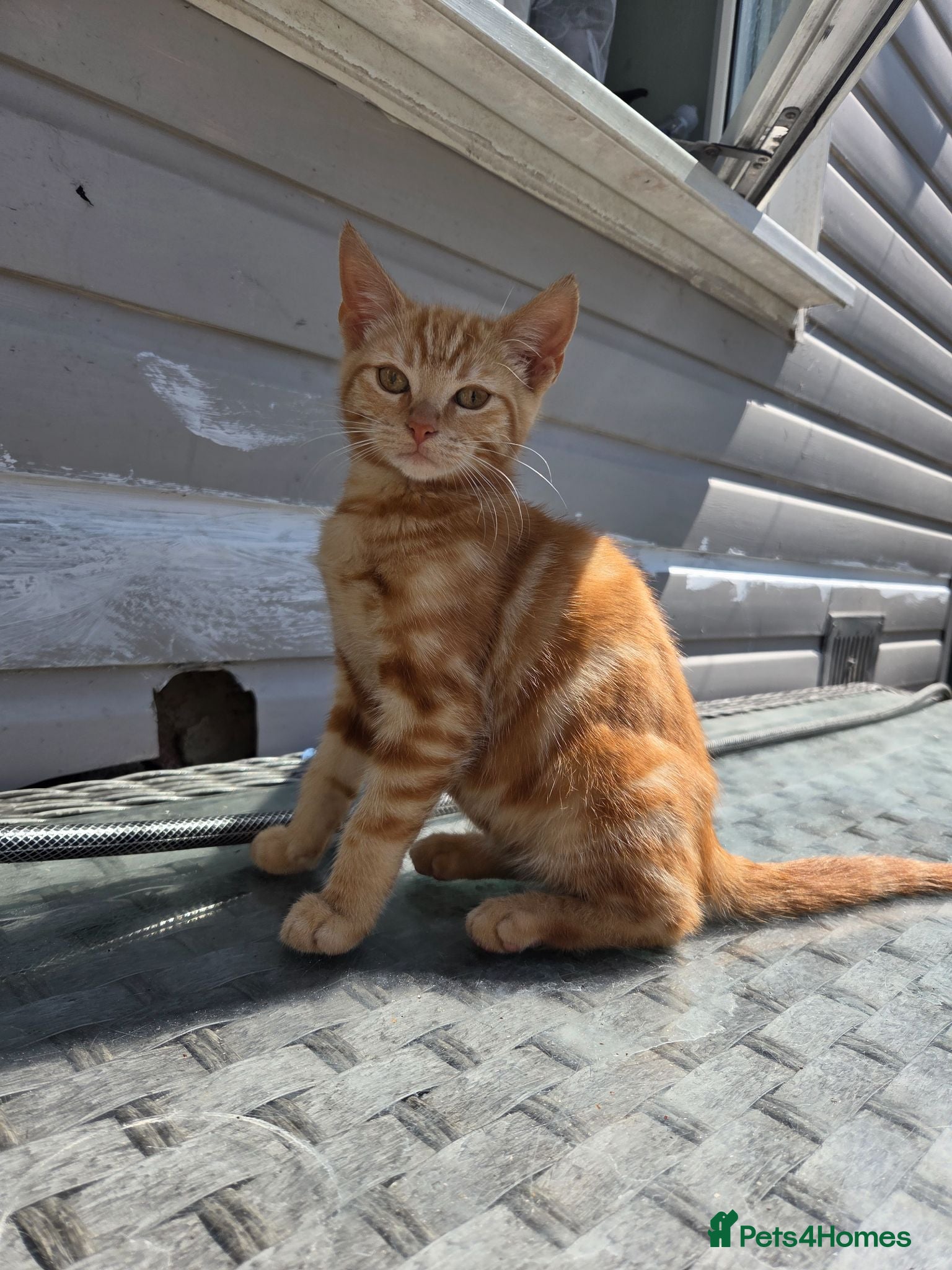 Domestic Shorthair cats Beautiful Girl ginger  - Advert 6