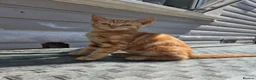 Domestic Shorthair cats for sale: Beautiful Girl ginger  - Advert 1
