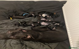 Mixed Breed dogs for sale: Stunning litter of puppies - Image 13