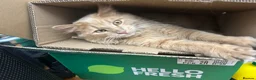 Mixed Breed cats for sale: Lion  in Birmingham - Advert 13