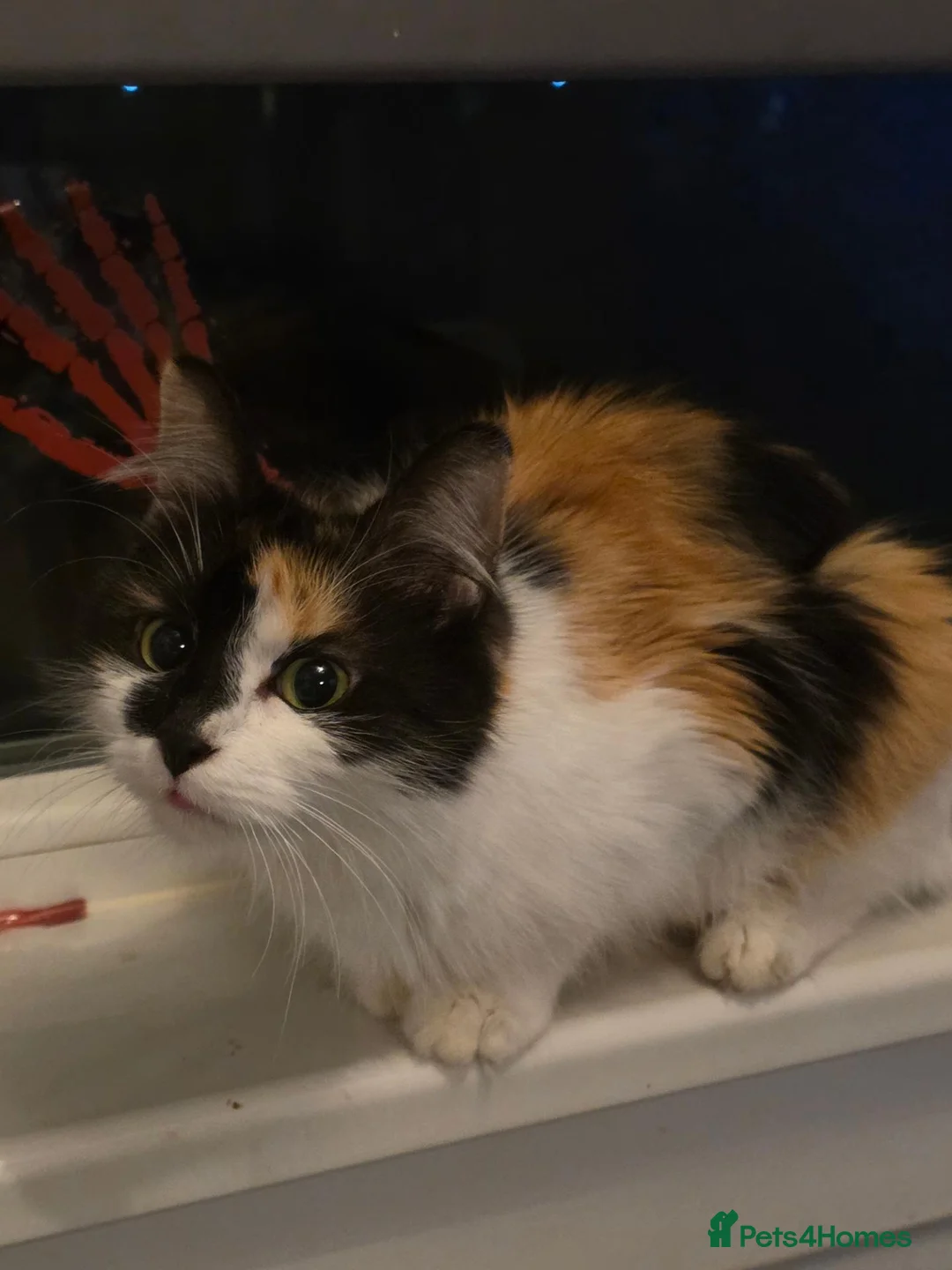 Mixed Breed cats for sale: 5 Adorable Kittens Ready To Go in A Few Days - Advert 1