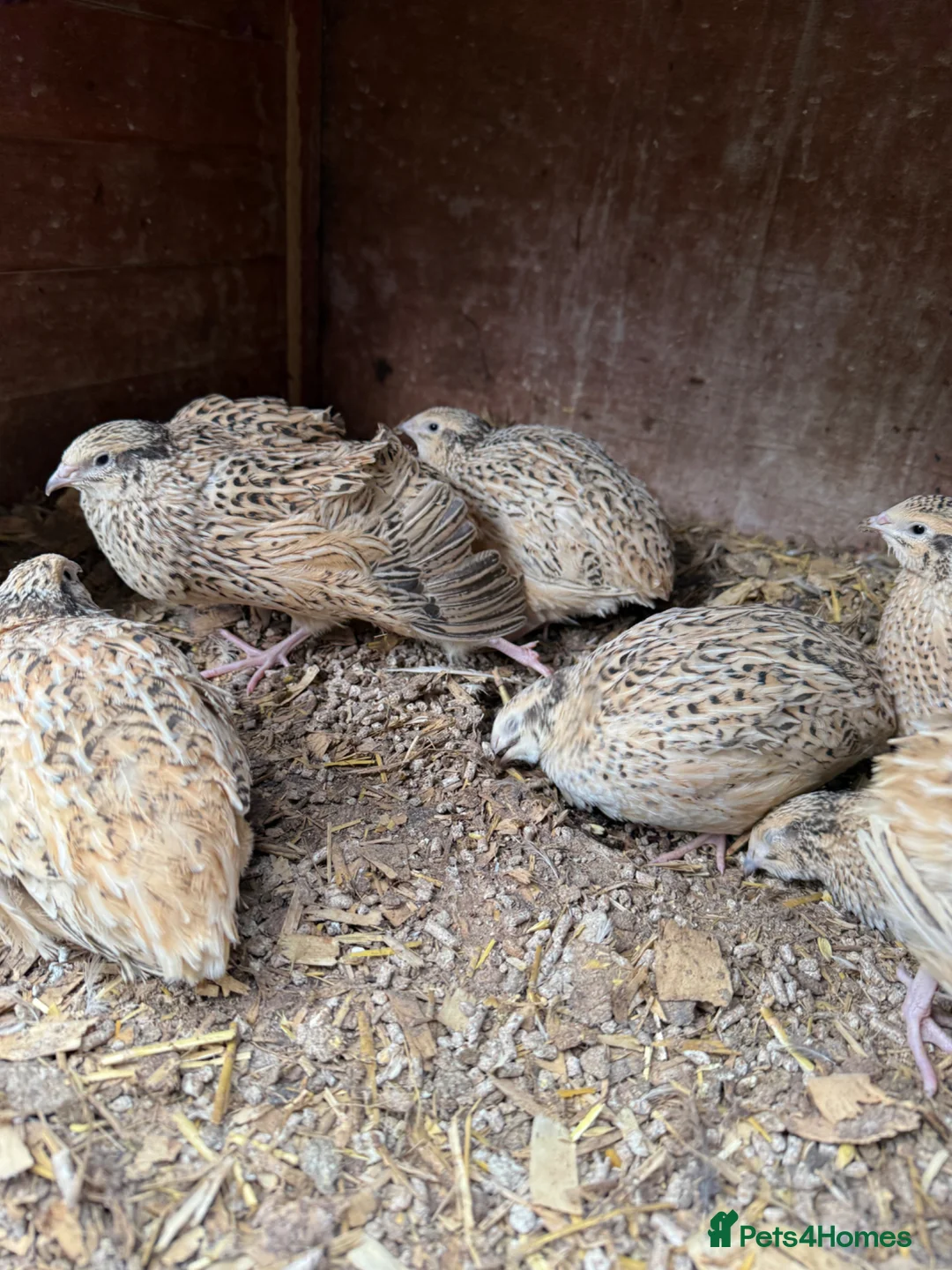 Quail poultry for sale: Japanese jumbo coturnix quails  in Luton - Advert 2