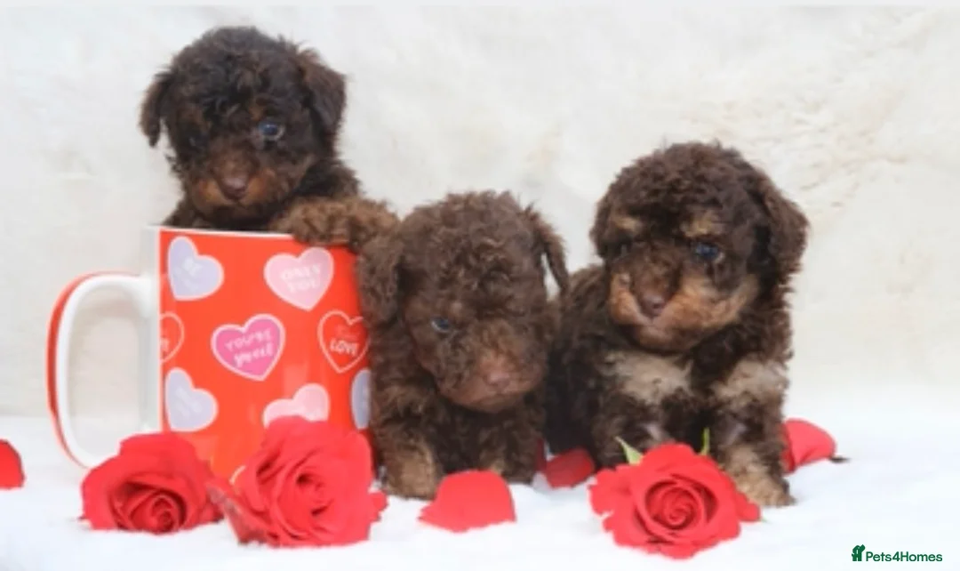 Toy Poodle dogs for stud: Health Tested Chocolate & Tan Phantom Toy Poodle in Maldon - Advert 4