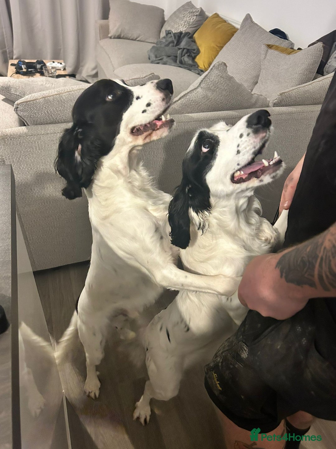 Cocker Spaniel dogs for sale: Max & Elsie -  **  - Advert 4