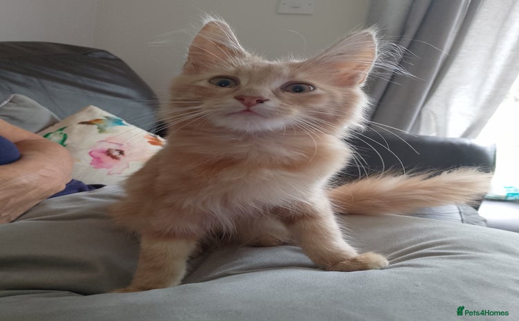 Maine Coon cats - Advert 4