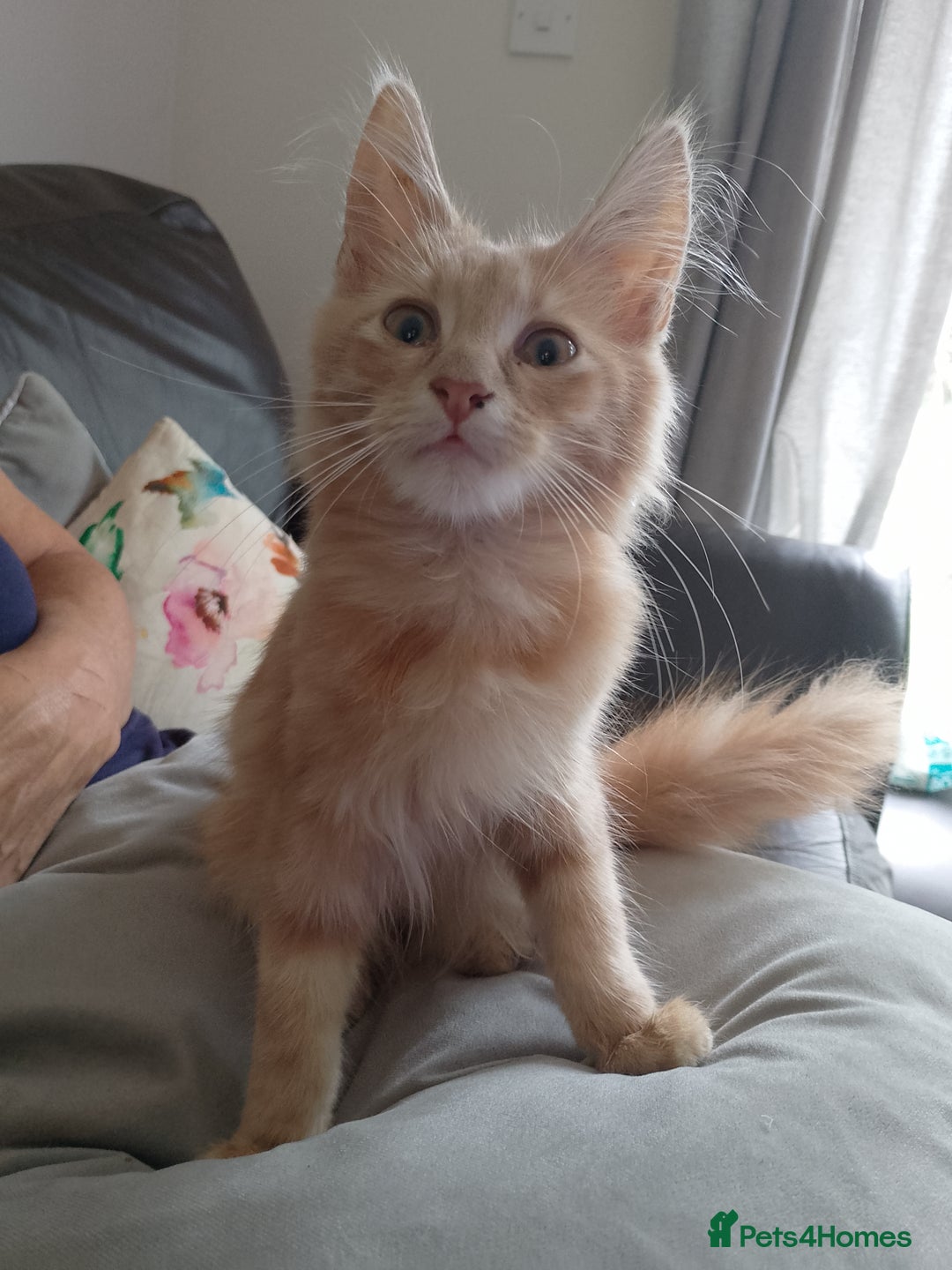 Maine Coon cats for sale: 4 Maine coon kittens white or ginger - Image 1