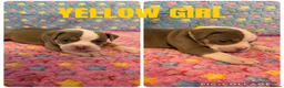 Olde English Bulldogge dogs for sale: READY TO LEAVE 3 old English bulldog  - Advert 37