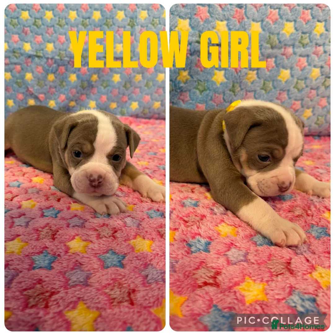 Olde English Bulldogge dogs for sale: READY TO LEAVE 3 old English bulldog  - Advert 37