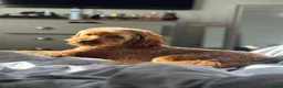 Cockapoo dogs for sale: Beautiful Multigenerational Cockapoo Puppies - Advert 12