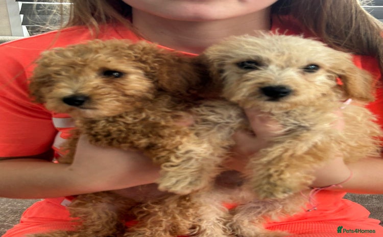 Jackapoo dogs - Advert 2