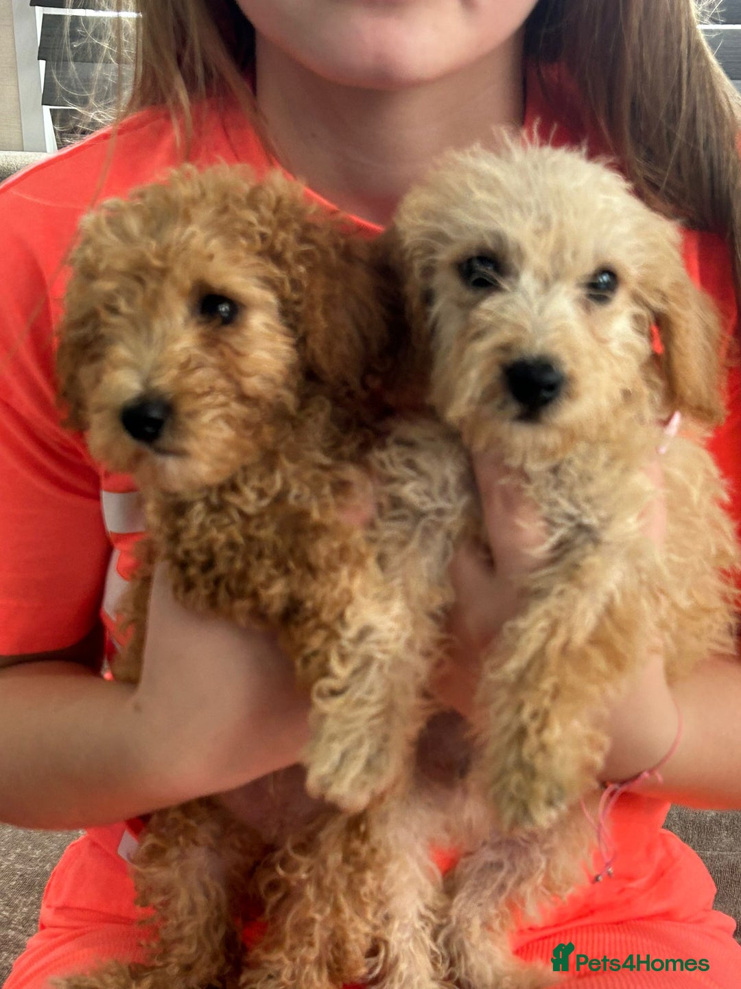 Jackapoo dogs for sale: Cream jackapoos f1b short legged  - Image 1