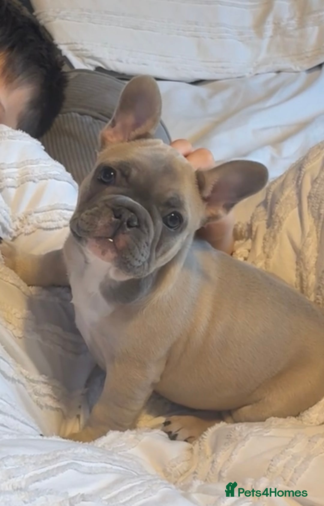 French Bulldog dogs for sale: French Bulldog Puppy  - Advert 1