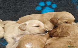 Mini Goldendoodle dogs for sale: Adorable Red & Apricot Goldendoodle Puppys - Image 1