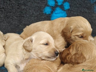 Mini Goldendoodle dogs - Advert 1