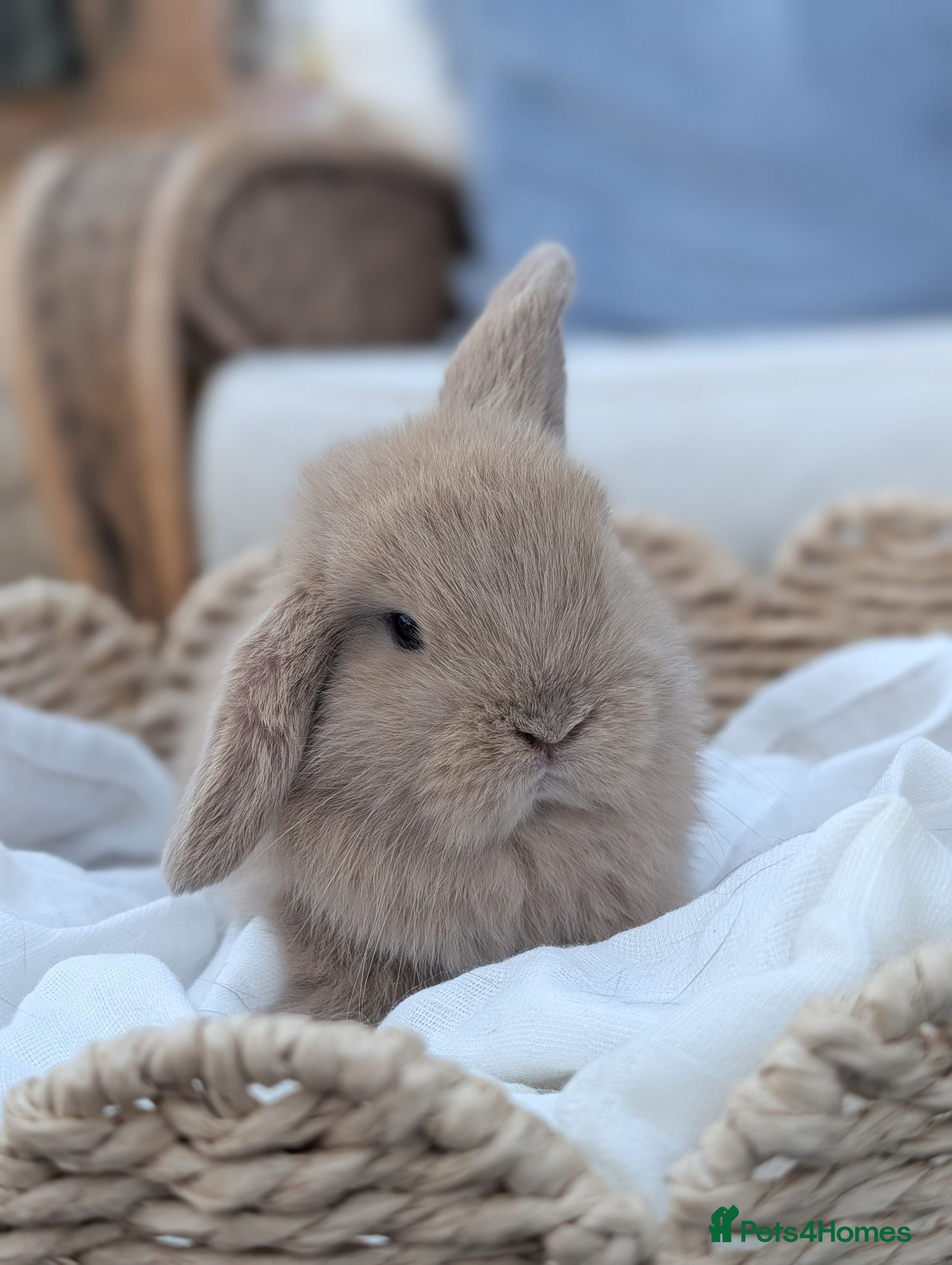 Mini Lop rabbits Mini Lop Babies  - Advert 1