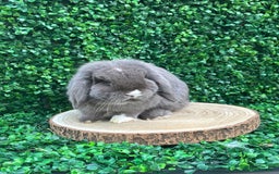 Mini Lop rabbits for sale: Mini lop babies 🌟 in Hartlepool - Image 24