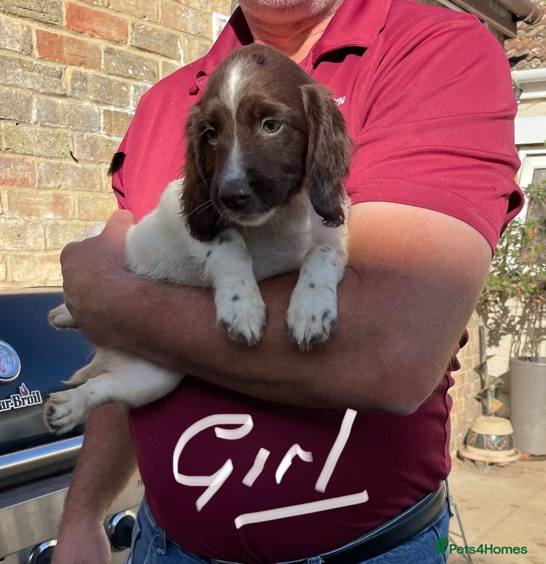 English Springer Spaniel dogs for sale: English Springer Spaniel working lines - Image 1