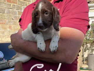 English Springer Spaniel dogs - Advert 11
