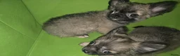 Chihuahua dogs for sale: Quality KC registered puppies  in Chatham - Advert 20