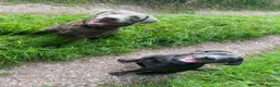 Labrador Retriever dogs for sale: Perfect health tested Silver & Charcoals  - Advert 21