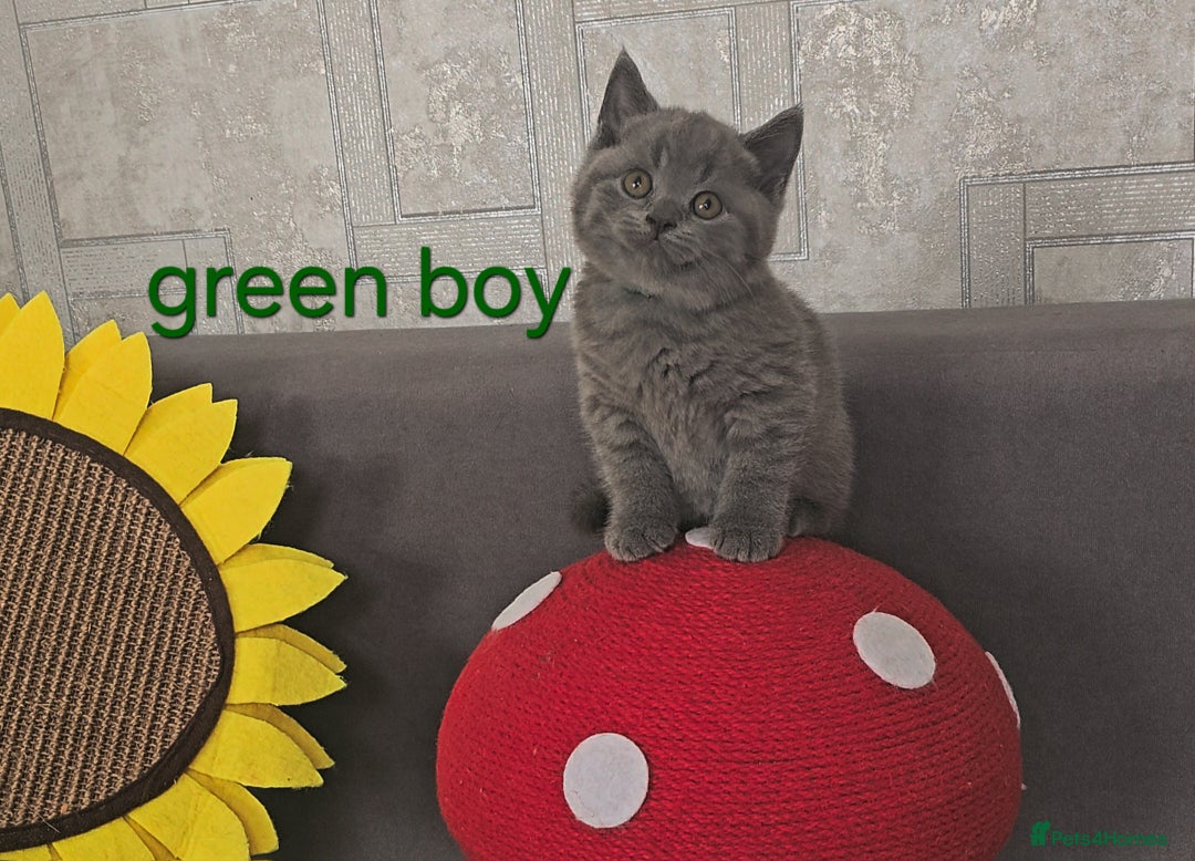 British Shorthair cats for sale: British Blue Shorthair kittens, GCCF pedigree - Image 26