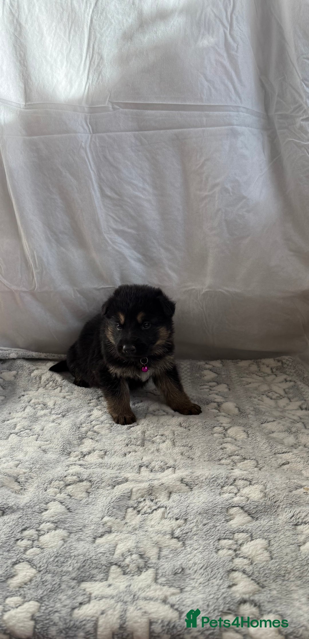 German Shepherd dogs for sale: KC Registered & Bred From Health Tested Parents  - Advert 40