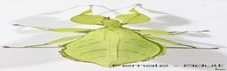 Stick Insects invertebrates for sale: Two mixed colour nymphs Phyllium Leaf insects - Advert 4