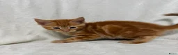 Maine Coon cats for sale: Gorgeous multi coloured half maine coon babies  - Advert 2