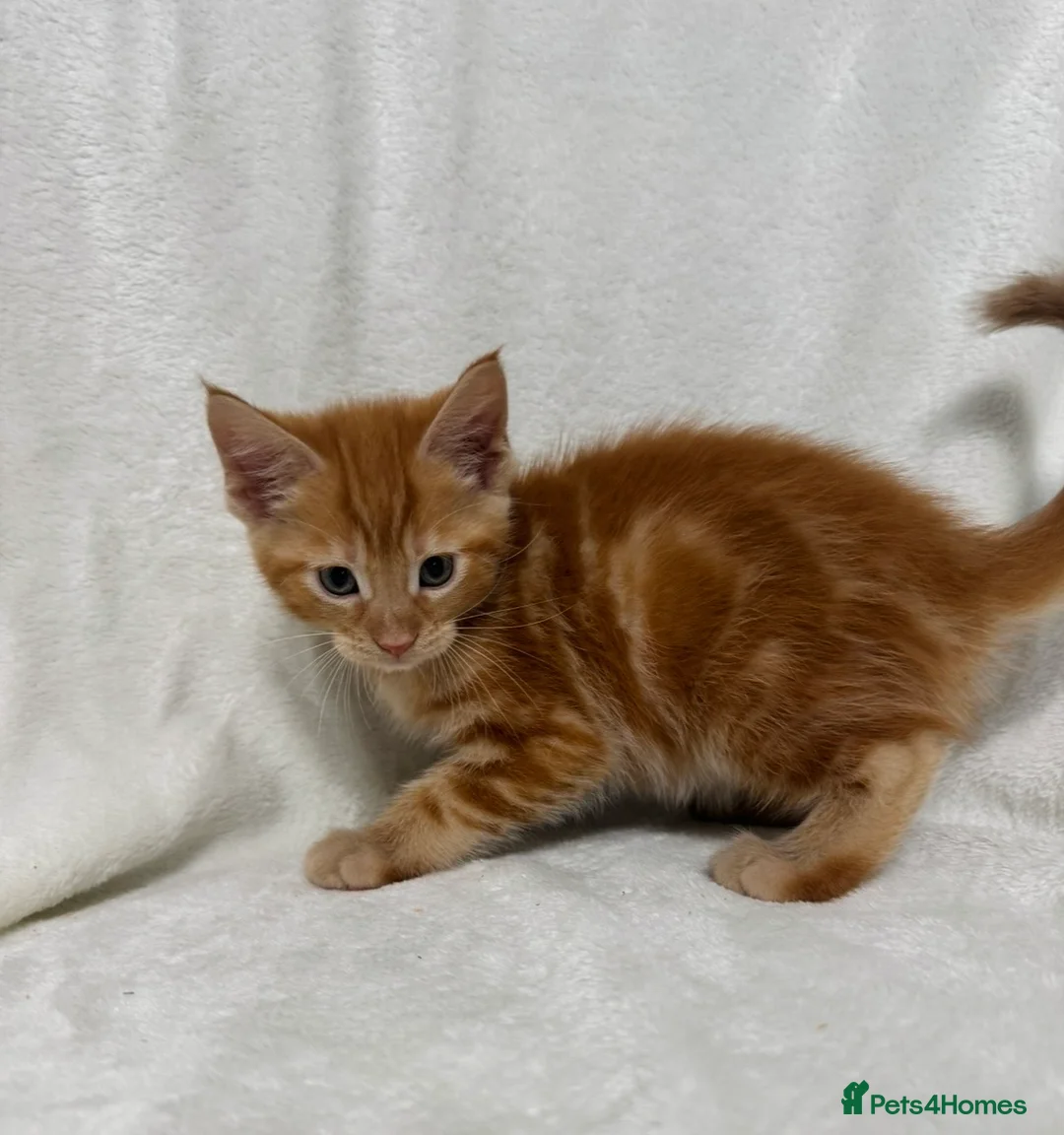 Maine Coon cats for sale: Gorgeous multi coloured half maine coon babies  - Advert 2
