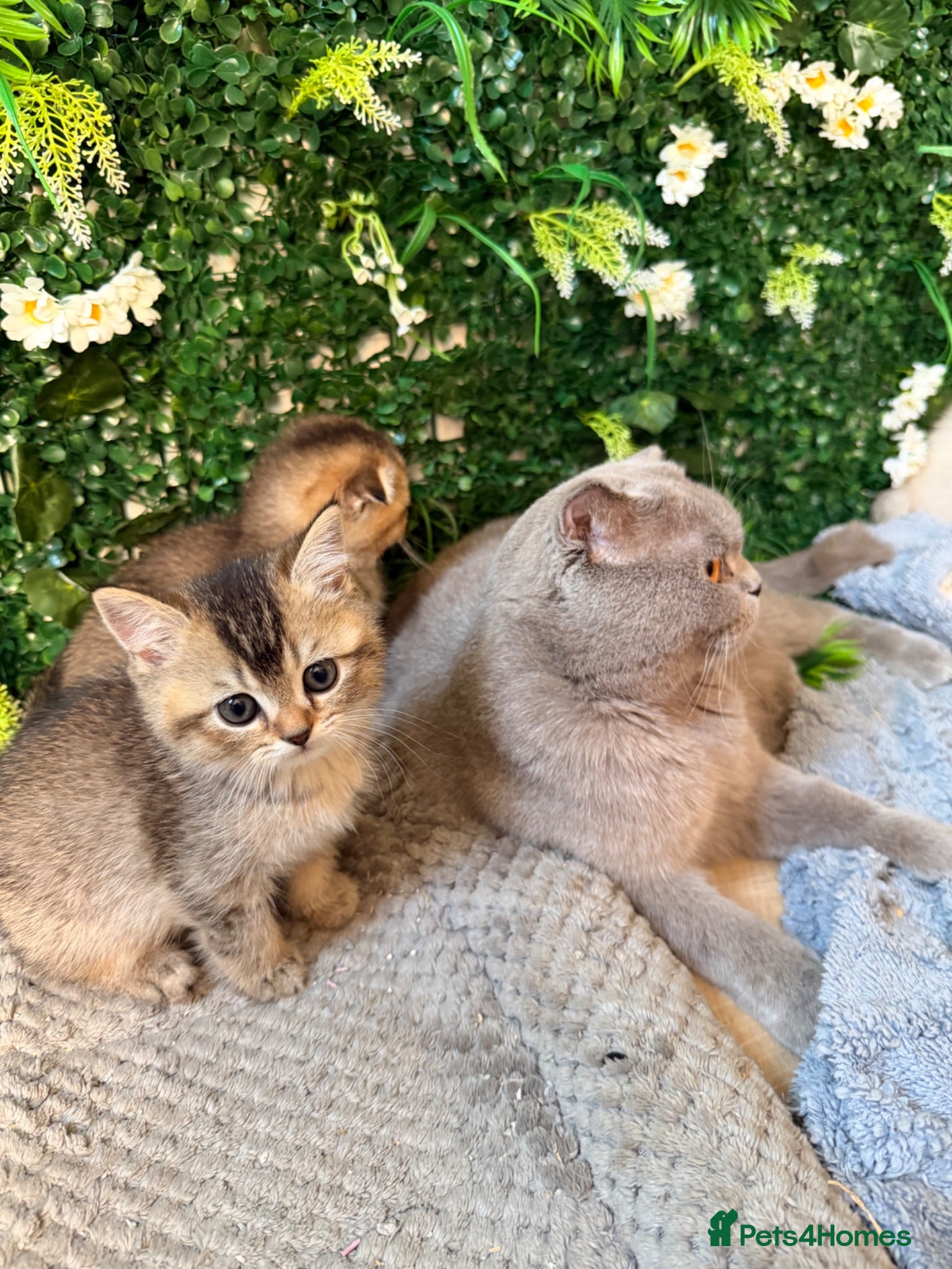 Scottish Fold cats Adorable Scottish Straight Kittens - Advert 6