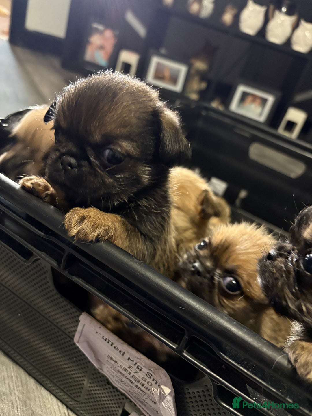 Griffon Bruxellois dogs for sale: Brussels griffons  - Advert 11