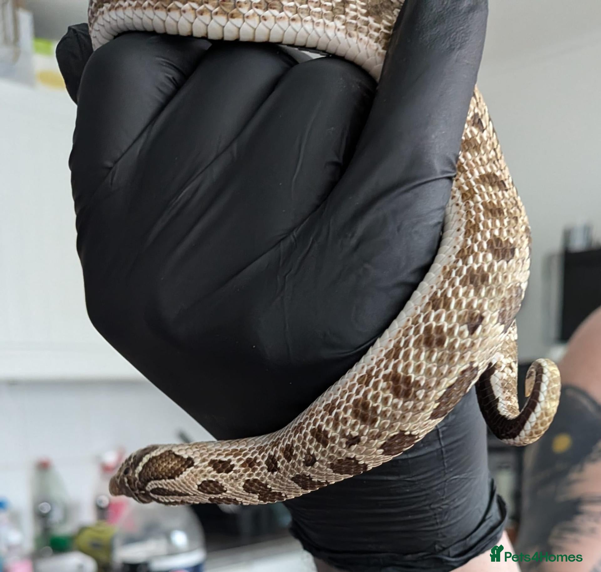 Snake reptiles Green phase western hognose female - Advert 1