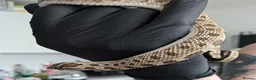Snake reptiles for sale: Green phase western hognose female in Milton Keynes - Advert 1