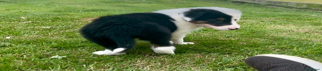 Border Collie Puppy 2