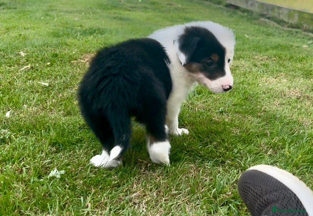 Border Collie dogs for sale: Beautiful Border Collie pups for sale  - Image 14