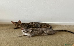 Bengal cats for sale: Bengal kitten for rehoming  - Image 5