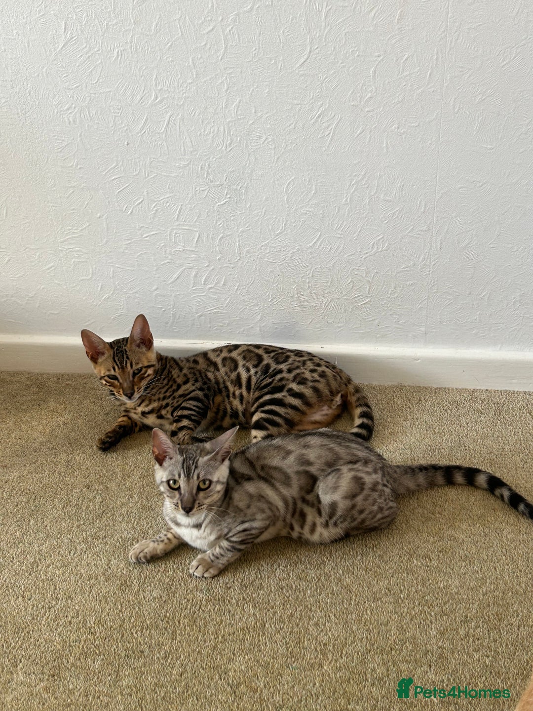 Bengal cats for sale: Bengal kitten for rehoming  - Image 5