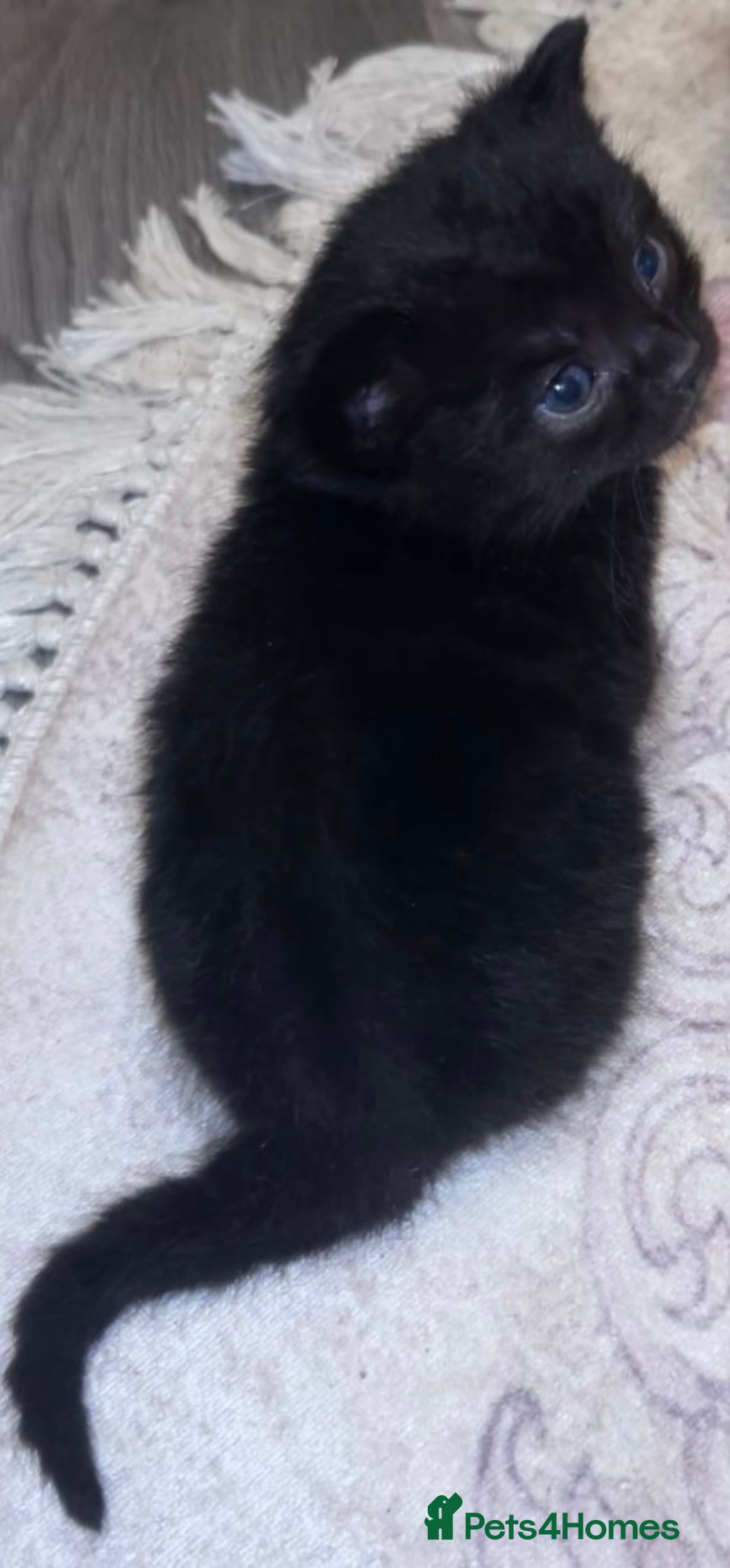 Bombay cats for sale: Adorable male kitten  - Advert 6