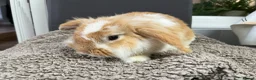 Mini Lion Lop rabbits for sale: Gorgeous Mini lion lop proven male  - Advert 2