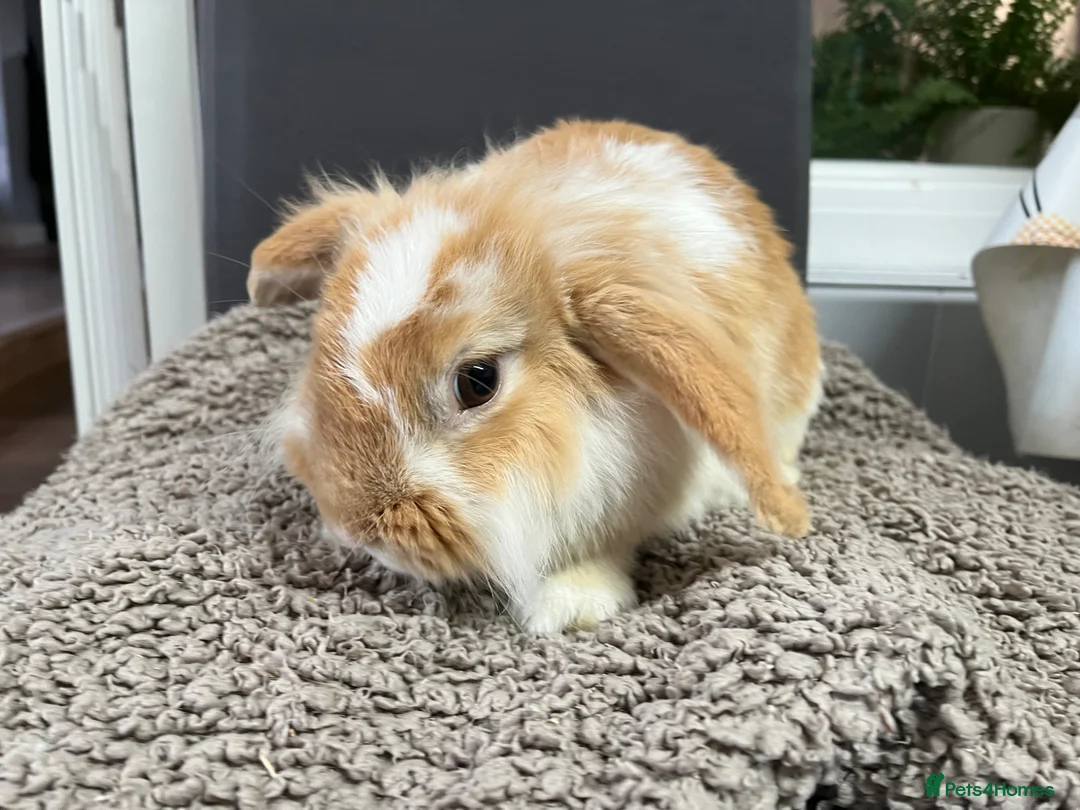 Mini Lion Lop rabbits for sale: Gorgeous Mini lion lop proven male  - Advert 2