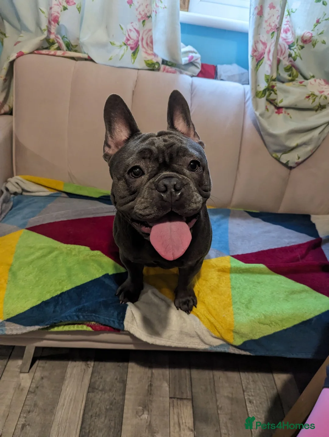 French Bulldog dogs for sale: French bulldog 3 year old male  in St. Neots - Advert 10