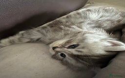 Persian cats for sale: Cute Persian Kittens 2 Left For Sale - Image 6