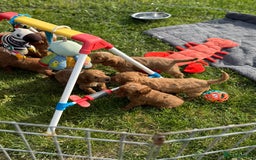 Cockapoo dogs for sale: Adorable F1B cockapoo puppies - Image 1