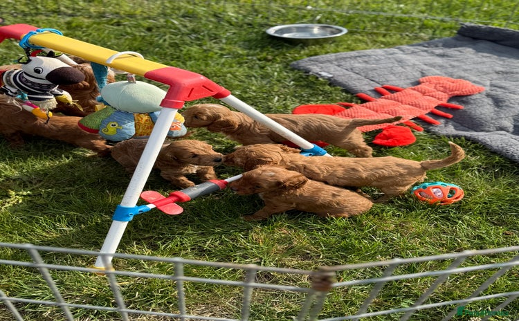 Cockapoo dogs - Advert 4