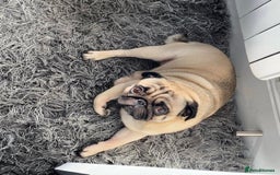 Pug dogs for sale: Male pug for adoption - Image 4