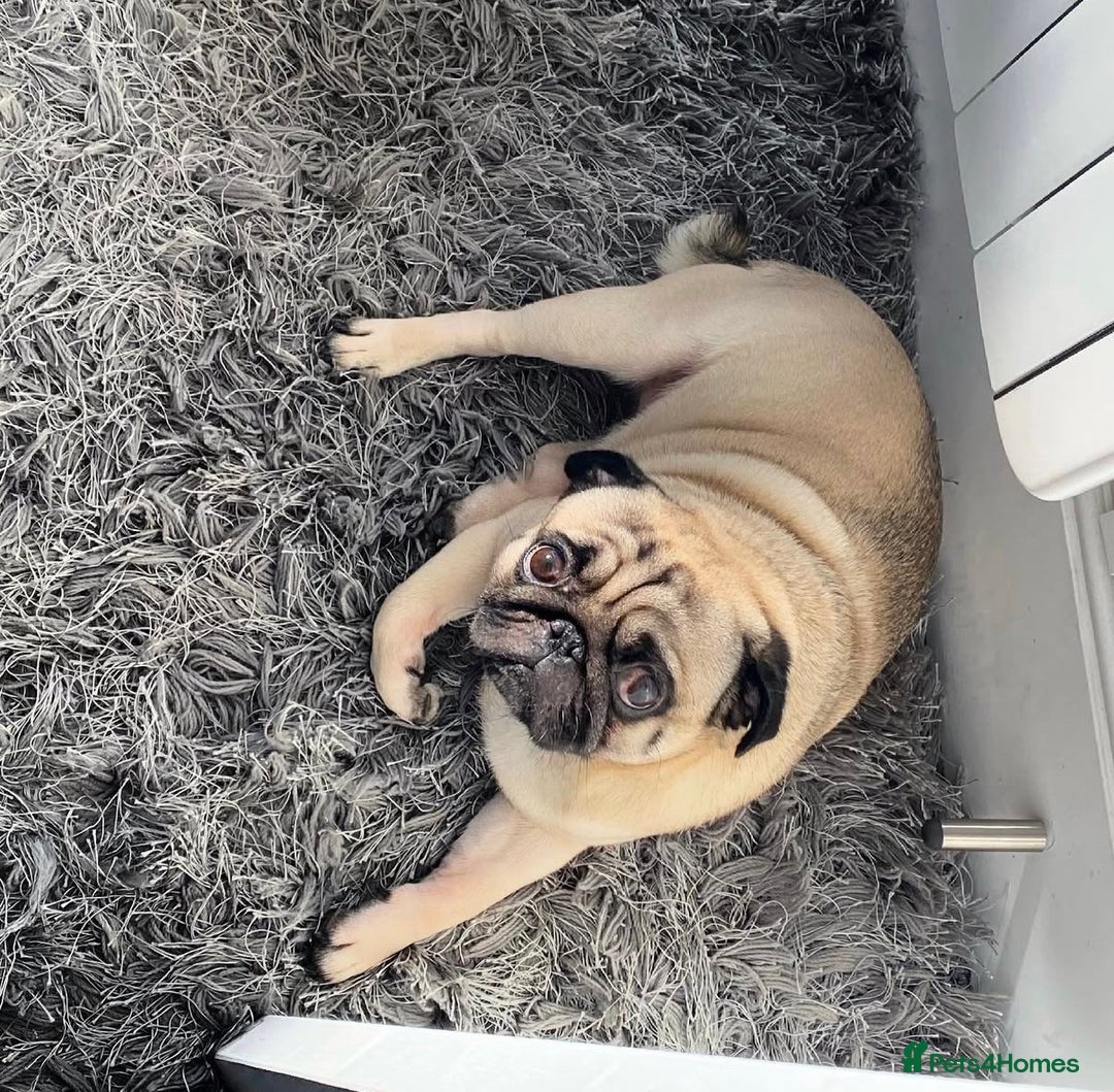 Pug dogs for sale: Male pug for adoption - Image 4