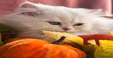 British Shorthair cats - Advert 3