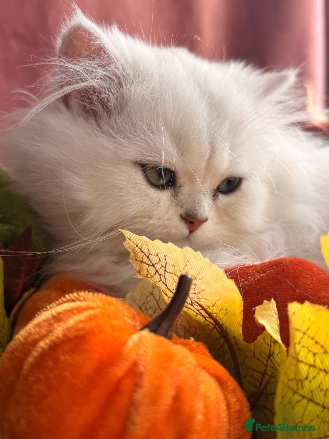 British Shorthair cats for sale: Two stunning sisters READY NOW - Image 3