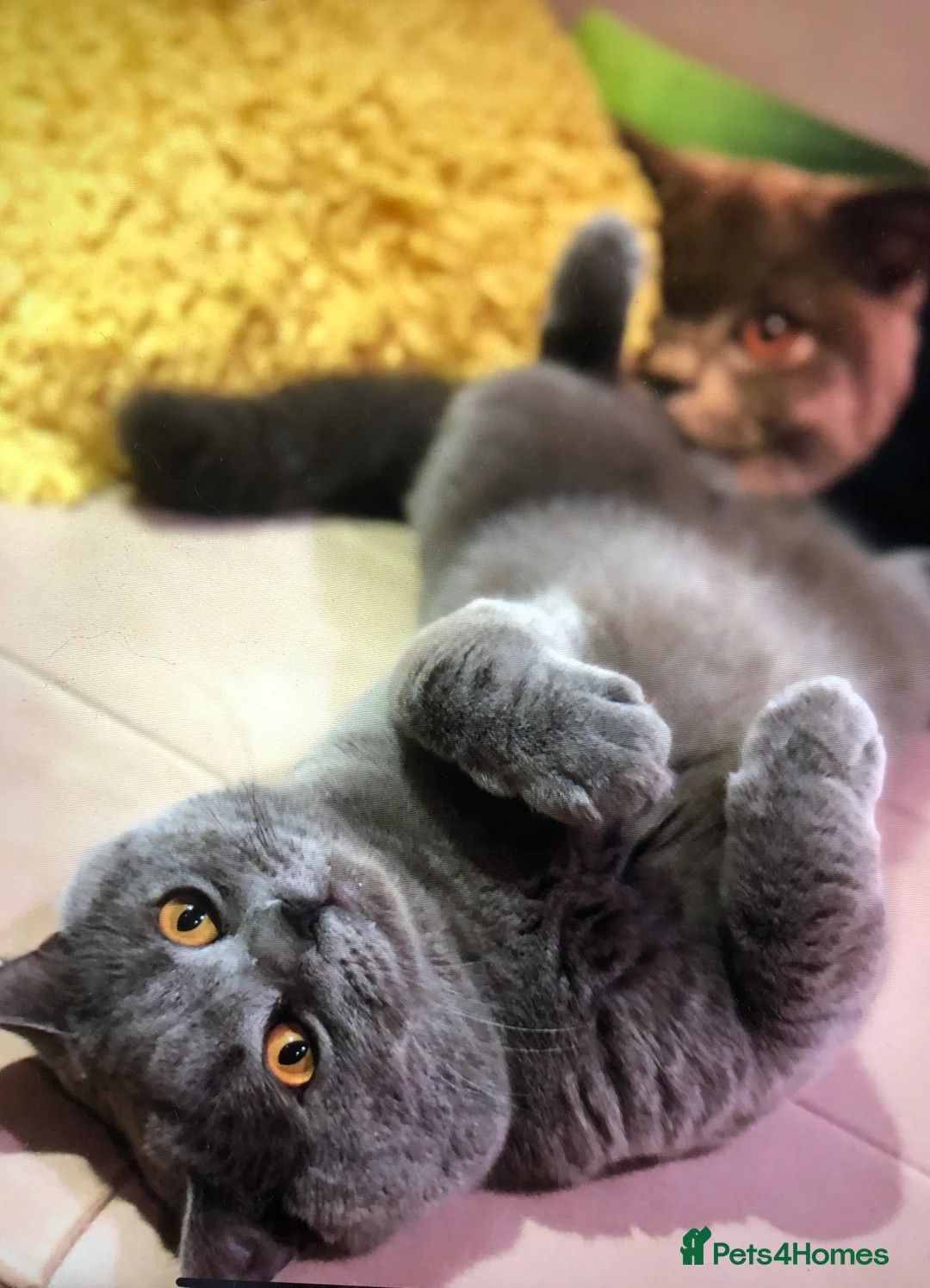 British Shorthair cats for stud: Blue colour BSH Champion Line GCCF stud  in London - Advert 16